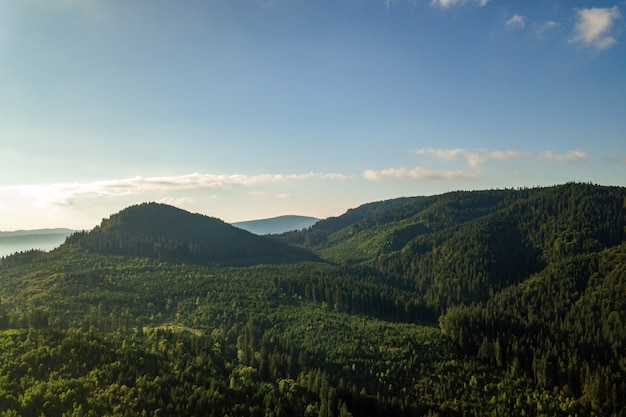 Vista aerea delle colline verdi della montagna coperte di foresta attillata sempreverde di estate.