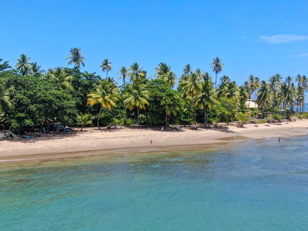 Vista aerea delle palme tropicali della spiaggia di sabbia bianca e dell'acqua di mare turchese in Brasile