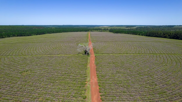 Vista aerea delle piantagioni di tè in Argentina