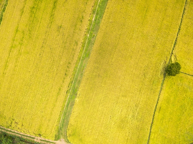 Vista aerea delle risaie gialle in Tailandia