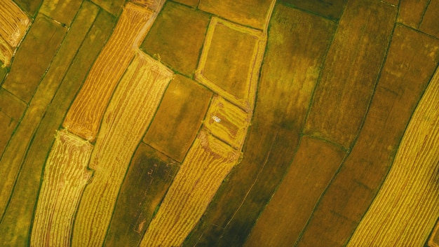 vista aerea delle risaie raccolte con una mietitrice