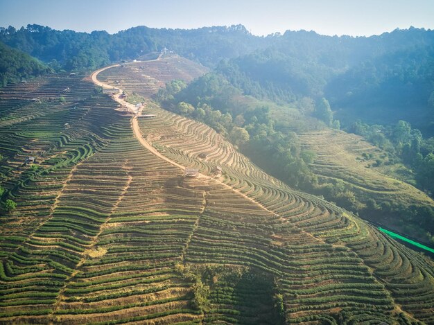 Vista aerea delle terrazze di tè tailandesi