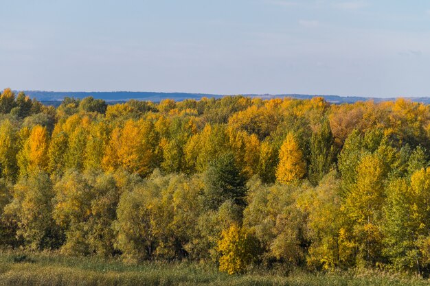 Vista aerea di alberi autunnali colorati. Paesaggio autunnale