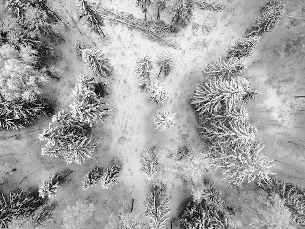 Vista aerea di alberi innevati bianchi nella foresta invernale in Bielorussia