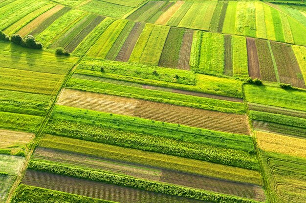 vista aerea di campi agricoli verdi in primavera con vegetazione fresca dopo la stagione della semina