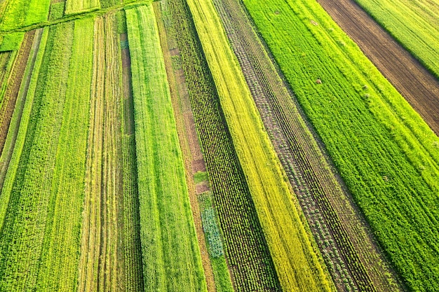 Vista aerea di campi agricoli verdi in primavera con vegetazione fresca dopo la stagione di semina in una calda giornata di sole.