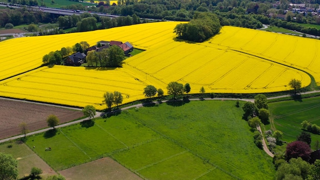 Vista aerea di campi di colza gialla nella campagna tedesca