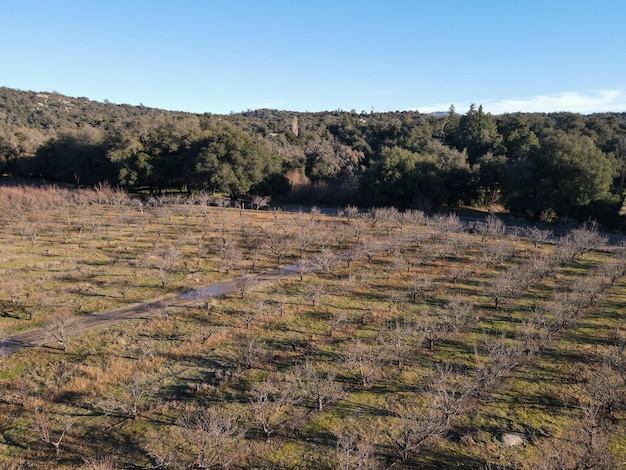 Vista aerea di filari di alberi di mele in un frutteto durante la stagione invernale. Piantagione di alberi da frutto di mele.