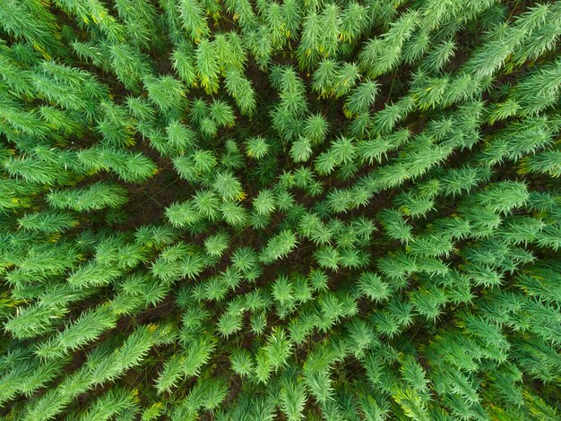 Vista aerea di grandi campi di marijuana di cannabis al tramonto