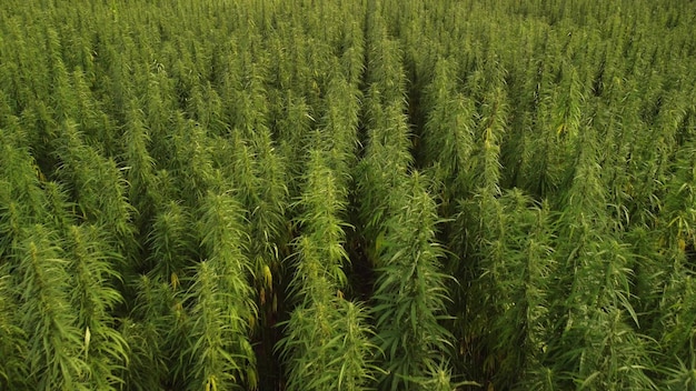 Vista aerea di grandi campi di marijuana di cannabis al tramonto