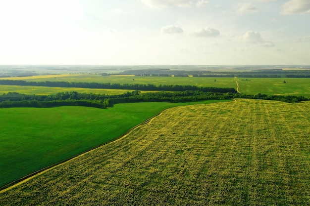 Vista aerea di idilliaci campi rurali verdi e gialli agricoli in estate naturale ambientale