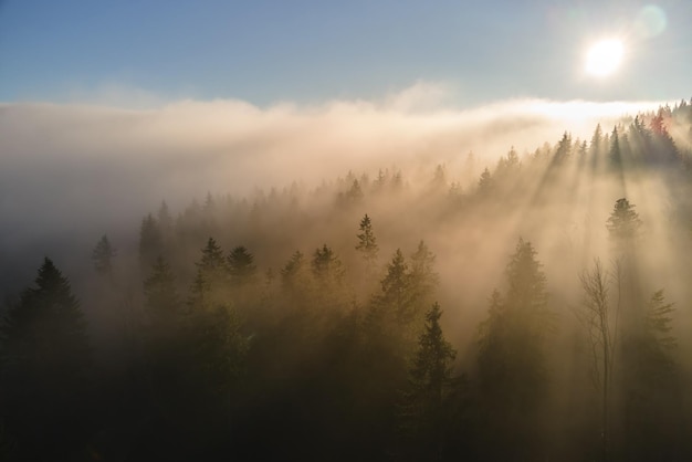 Vista aerea di illuminata con raggi di luce solare foresta scura nebbiosa con alberi di pino all'alba autunnale. Incredibile bosco selvaggio all'alba nebbiosa. Ambiente e concetto di protezione della natura.