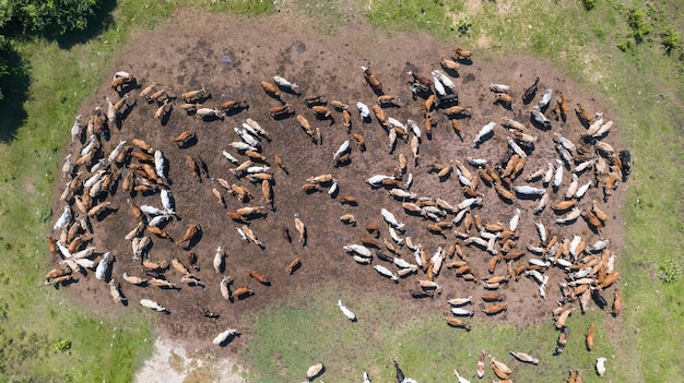 Vista aerea di mucche, vista dal volo Drone sopra il pascolo in campagna Thailandia