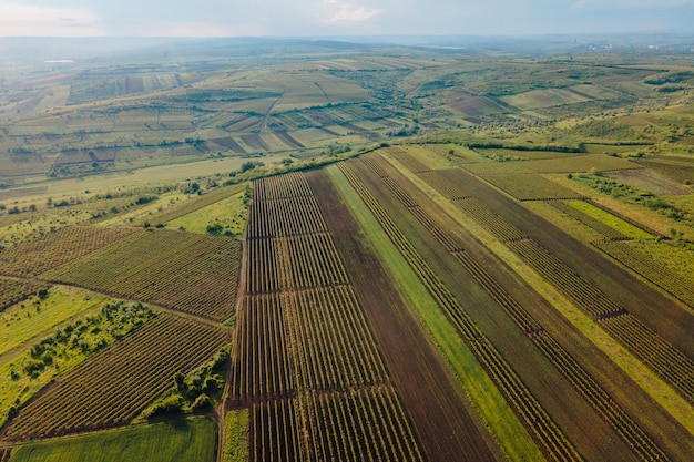 Vista aerea di terreni agricoli con vigneti filmati di alta qualità campagna Italia vigneti terreni agricoli Italia vigneto aereo video