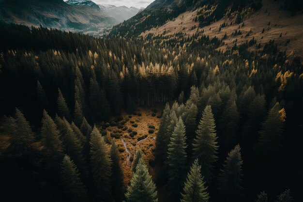 Vista aerea di un bel bosco cupo