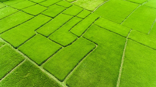 Vista aerea di un campo di riso x9xA