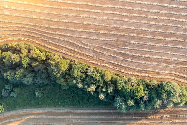 Vista aerea di un campo falciato file di erba secca sul campo