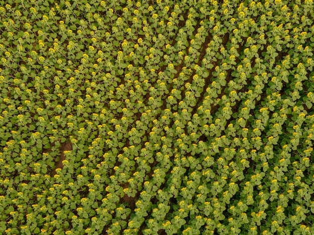 Vista aerea di un grande giacimento del girasole che fiorisce con un bello colore dorato.