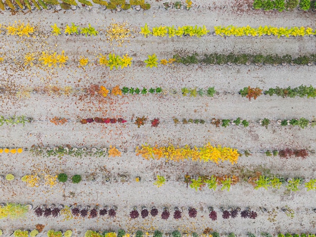 Vista aerea di un vivaio con piante gialle rosse e rosse verdi disposte in fila durante l'autunno Piante in colori autunnali Alsazia Francia Europa