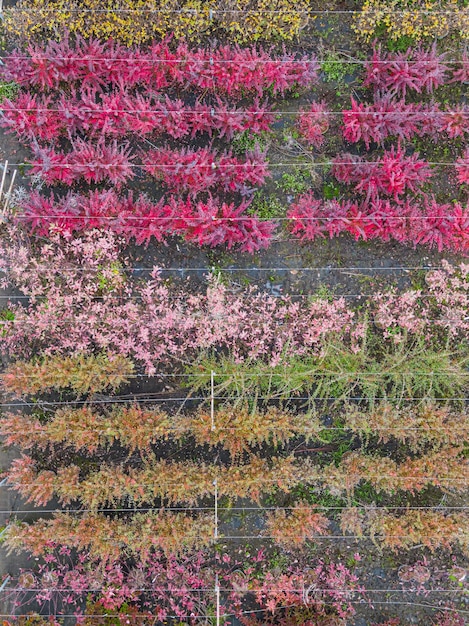 Vista aerea di un vivaio con piante gialle rosse e rosse verdi disposte in fila durante l'autunno Piante in colori autunnali Alsazia Francia Europa