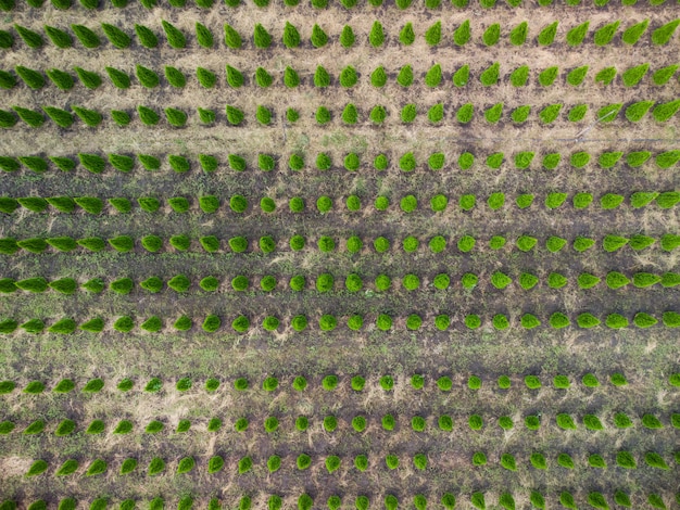 Vista aerea di una fattoria di alberi per l'abbellimento del paesaggio