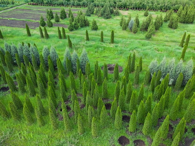 Vista aerea di una fattoria di alberi per l'abbellimento del paesaggio