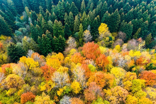 Vista aerea di una fitta foresta di pini verde con tettoie di abeti e fogliame lussureggiante colorato nelle montagne autunnali.