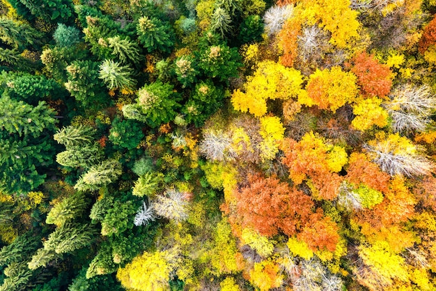 Vista aerea di una fitta pineta verde con tettoie di abeti rossi e fogliame lussureggiante colorato nelle montagne di autunno.