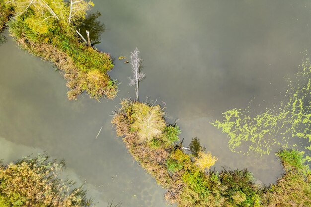 Vista aerea di una foresta circondata dall'acqua