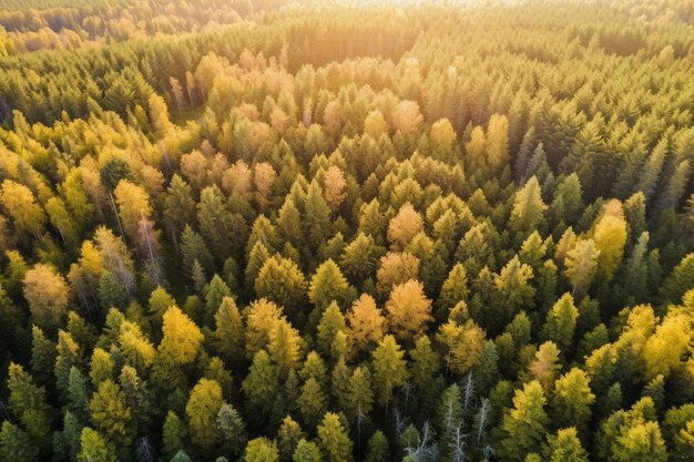 Vista aerea di una foresta con alberi e il sole che splende in cima.