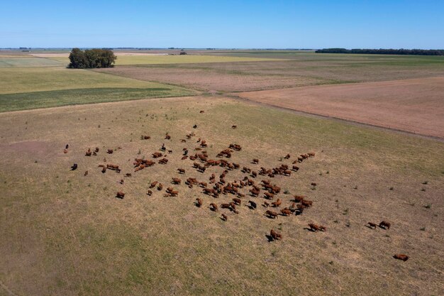 Vista aerea di una truppa di manzi per l'esportazione di bovini allevati con pascoli naturali in Argentina