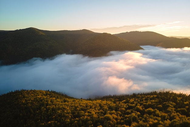 Vista aerea di uno scenario straordinario con alberi di pino nebbiosi e scuri della foresta di montagna all'alba autunnale Splendidi boschi selvaggi con brillanti raggi di luce all'alba