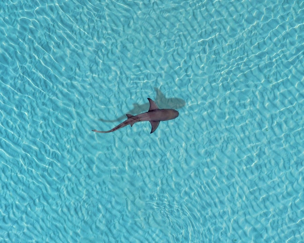 Vista aerea di uno squalo che nuota in un mare turchese cristallino