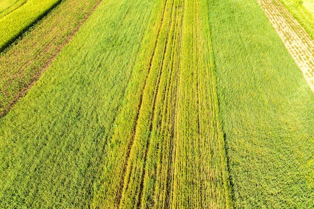 Vista aerea di verdi campi agricoli in primavera con vegetazione fresca dopo la stagione di semina in una calda giornata di sole.