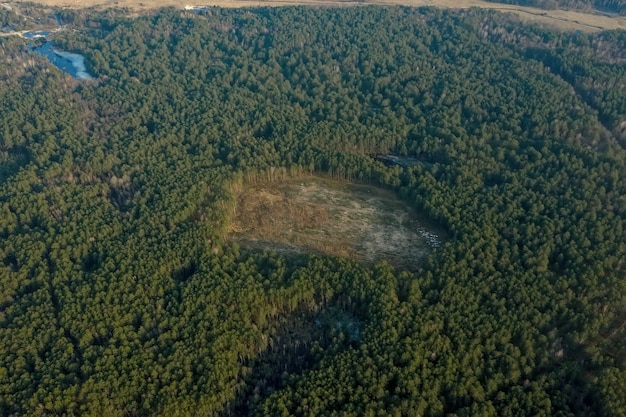 Vista aerea drone della deforestazione di una pineta. Il concetto di ecologia cambia la siccità della foresta dell'albero e rinfrescante della foresta.