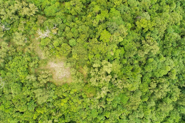 Vista aerea Drone fotocamera vista dall'alto alberi della foresta pluviale ecologia con concetto di ambiente sano e sfondo estivo