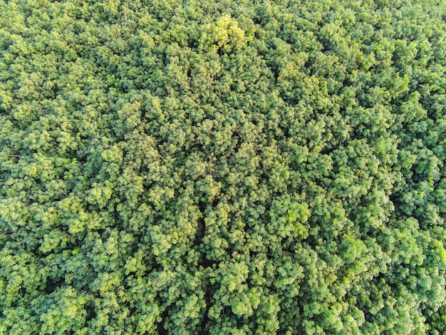 Vista aerea foresta albero ambiente foresta natura sfondo, Texture di albero verde vista dall'alto