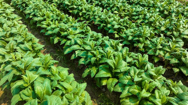 Vista aerea giovane campo di piante di tabacco verde Colture di foglie di piantagioni di tabacco che crescono nel campo delle piantagioni di tabacco