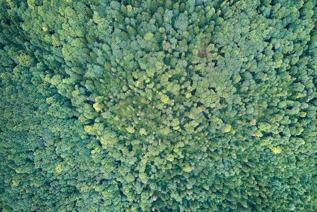 Vista aerea piana dall'alto verso il basso della foresta lussureggiante scura con tettoie di alberi verdi in estate