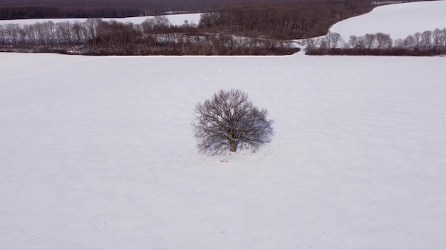 Vista aerea sopra l'albero nudo solitario nel campo nevoso nell'orario invernale
