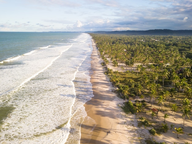 Vista aerea spiaggia deserta con alberi di cocco sulla costa di bahia brasile.