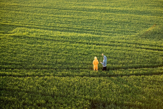 Vista aerea sul campo di grano verde con le coppie che camminano sul sentiero