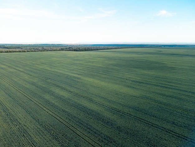 Vista aerea sul campo di grano verde nel campo della campagna di grano che soffia nel vento sul tramonto giovane