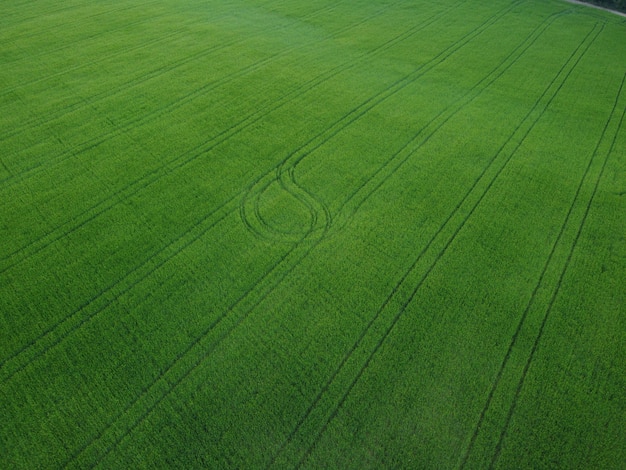 Vista aerea sul campo di grano verde nel campo della campagna di grano che soffia nel vento sul tramonto giovane