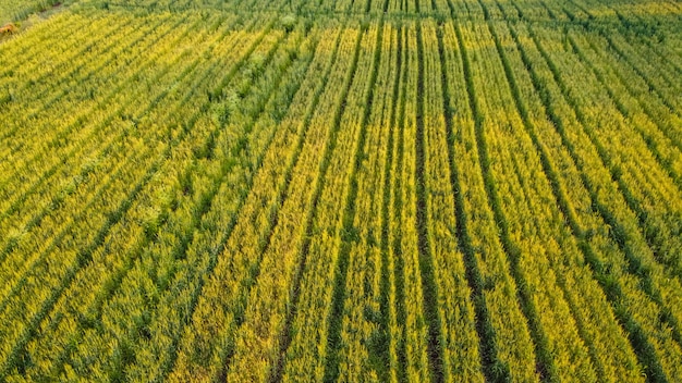 Vista aerea superiore del campo agricolo