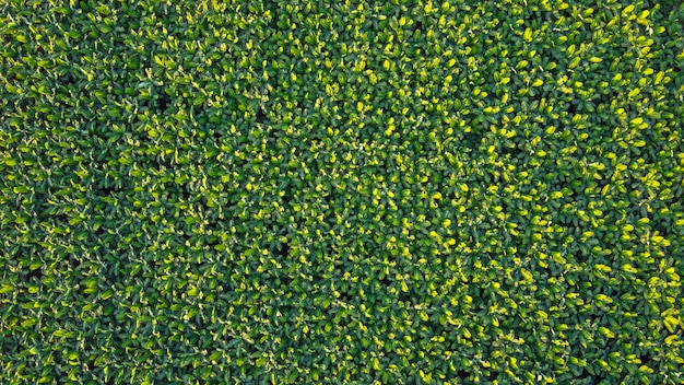 Vista aerea superiore del campo di banane