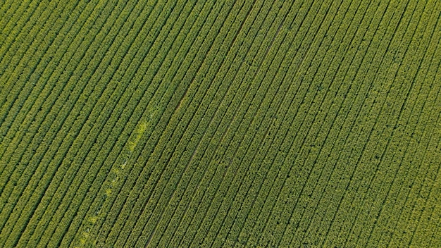 Vista aerea superiore del campo di grano