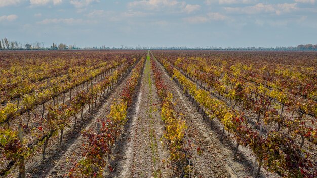 Vista aerea vigneti di uve pregiate in autunno