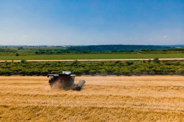 Vista aerea vista dall'alto della mietitrebbiatrice che lavora su un campo di grano stagione di raccolta di segale e orzo