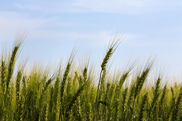 Vista al campo di grano